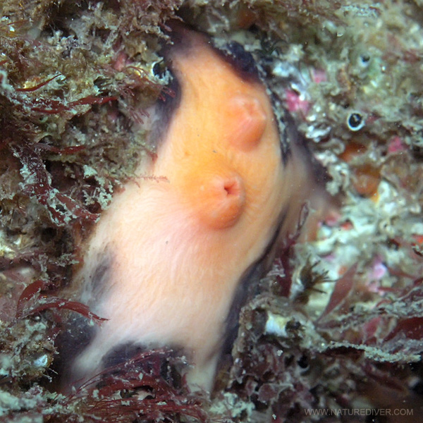 Photo of Cnemidocarpa finmarkiensis by <a href="http://www.naturediver.com">Derek Holzapfel</a>